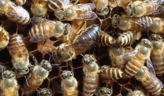 產(chǎn)卵的工蜂還會出去采集嗎（工產(chǎn)后的蜂群還會采集花粉嗎）