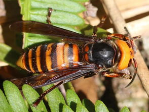 虎頭蜂蜂王的特點(diǎn)（虎頭蜂怎么區(qū)分蜂王）