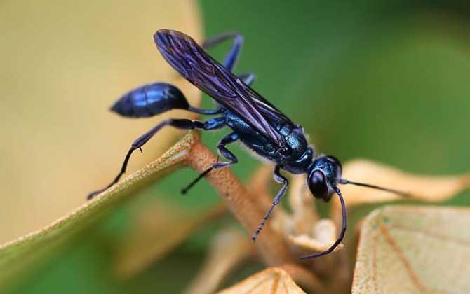 細腰蜂是蜜蜂嗎