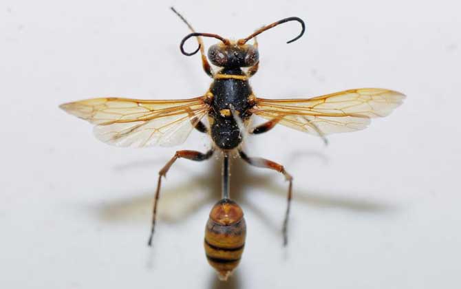 細腰蜂細腰蜂是蜜蜂嗎