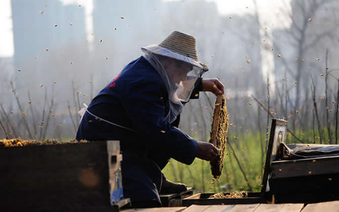 陽臺養(yǎng)蜂 陽臺養(yǎng)蜂