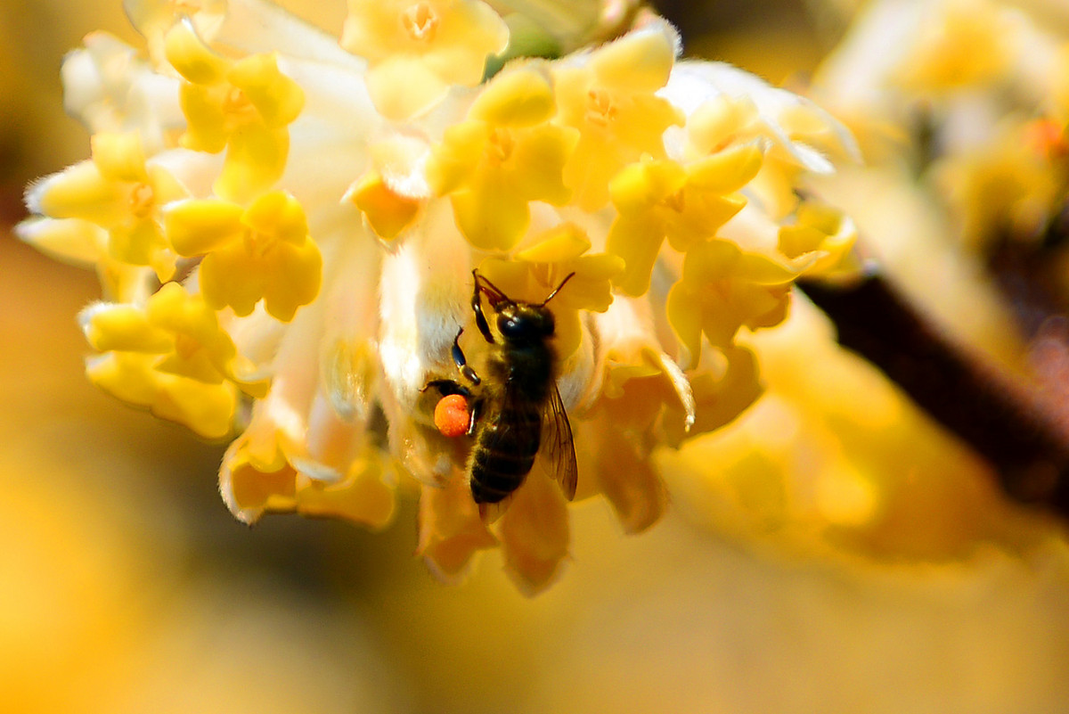 蜜蜂怎么養比較好(養蜜蜂的技巧) 蜜蜂怎么養比較好(養蜜蜂的技巧)