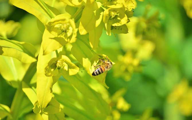 蜜源植物是如何分類的(主要蜜源植物) 蜜源植物是如何分類的(主要蜜源植物)