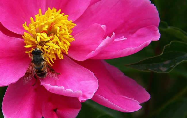 【養蜂技術】蜜蜂科學養殖技術有哪些? 蜜蜂養殖技術