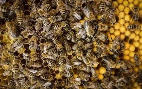 工蜂向蜂王擺動是什么意思（圍著蜂王的蜜蜂，都是蜂王的“丫鬟”）