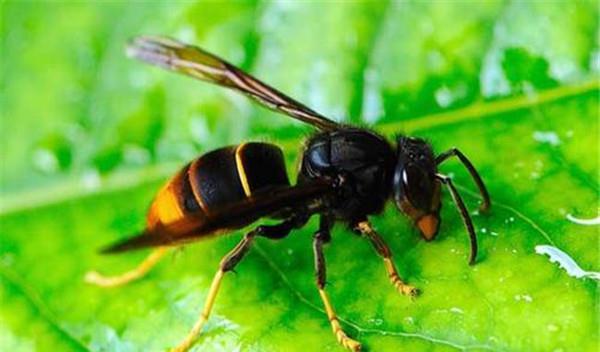 中國大虎頭蜂藥用是什么（大虎頭蜂藥用的功效）