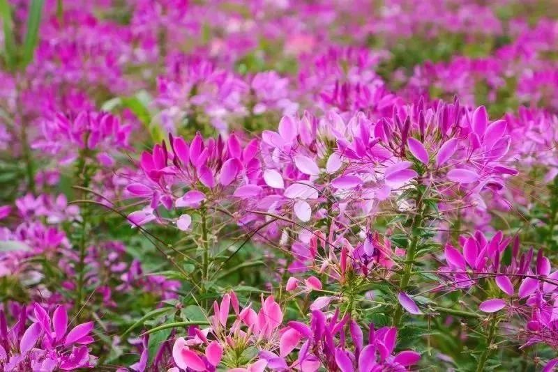 養蜂種什么花蜜源最好?(蜜源植物種植技巧) 養蜂種什么花蜜源最好?(蜜源植物種植技巧)