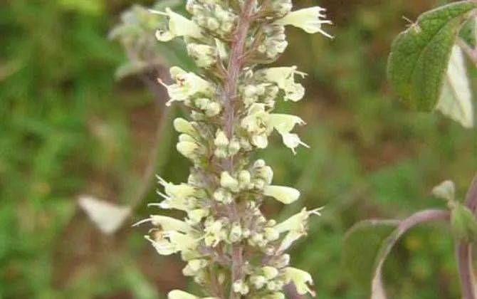 養蜂種什么花蜜源最好?(蜜源植物種植技巧) 養蜂種什么花蜜源最好?(蜜源植物種植技巧)