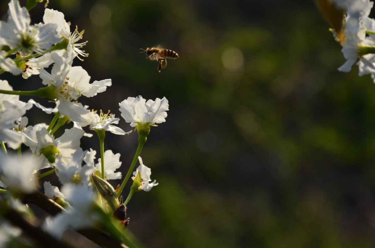 蘋果樹什么時候開花（北方的重要蜜源植物）