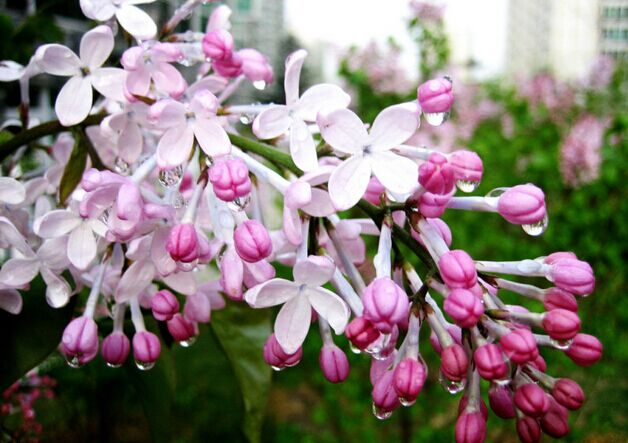 南方什么樹最流蜜?(南方常見的喬木樹蜜源) 南方什么樹最流蜜?(南方常見的喬木樹蜜源)