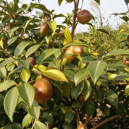 油茶樹花有粉和蜜嗎（如何預(yù)防蜜蜂幼蟲中毒）