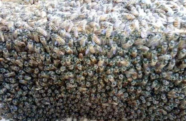 蜜蜂白堊病如何防治？