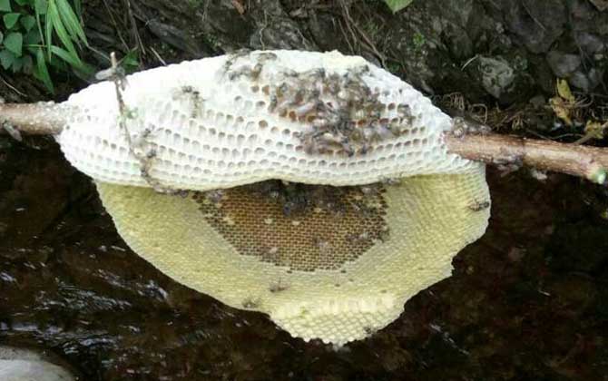 黑小蜜蜂蜇人有毒嗎（黑小蜂的毒性強(qiáng)么）