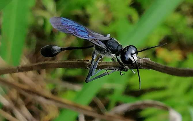 細腰蜂有什么危害(家里有細腰蜂是怎么回事) 細腰蜂有什么危害(家里有細腰蜂是怎么回事)