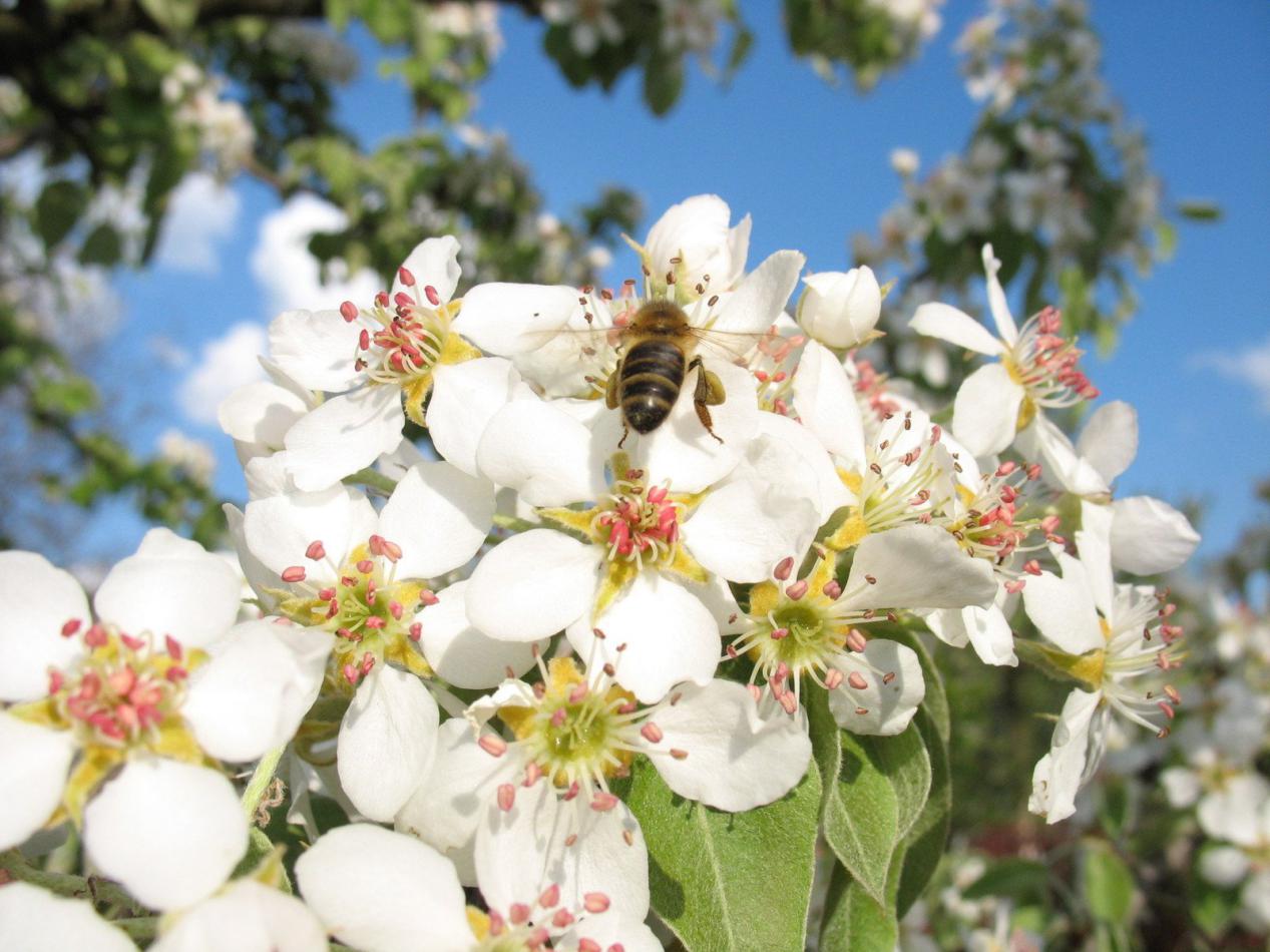 蜜蜂養(yǎng)殖過程中的粉源植物有哪些（這些常見的春繁粉源）