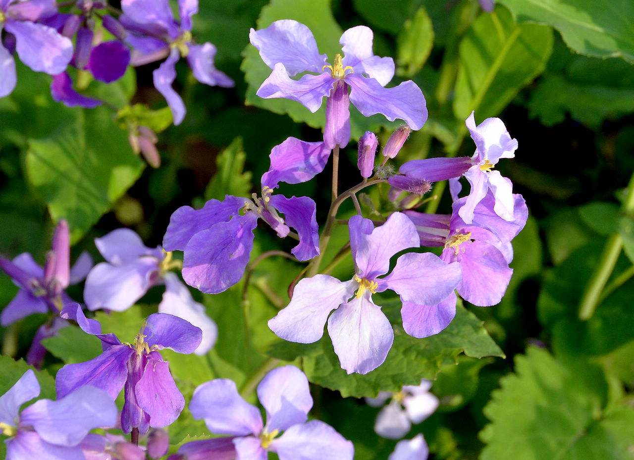 蜜蜂養(yǎng)殖過程中的粉源植物有哪些（這些常見的春繁粉源）