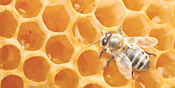蛋群蜜蜂養(yǎng)殖方法和注意事項（“蛋群”只能土養(yǎng)，不能活框）