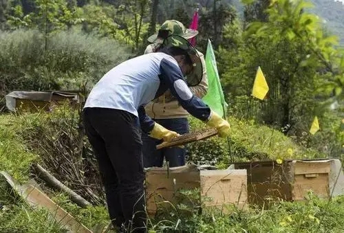 蜜蜂啥時(shí)候才可以育王（中蜂王的最佳育王時(shí)間）