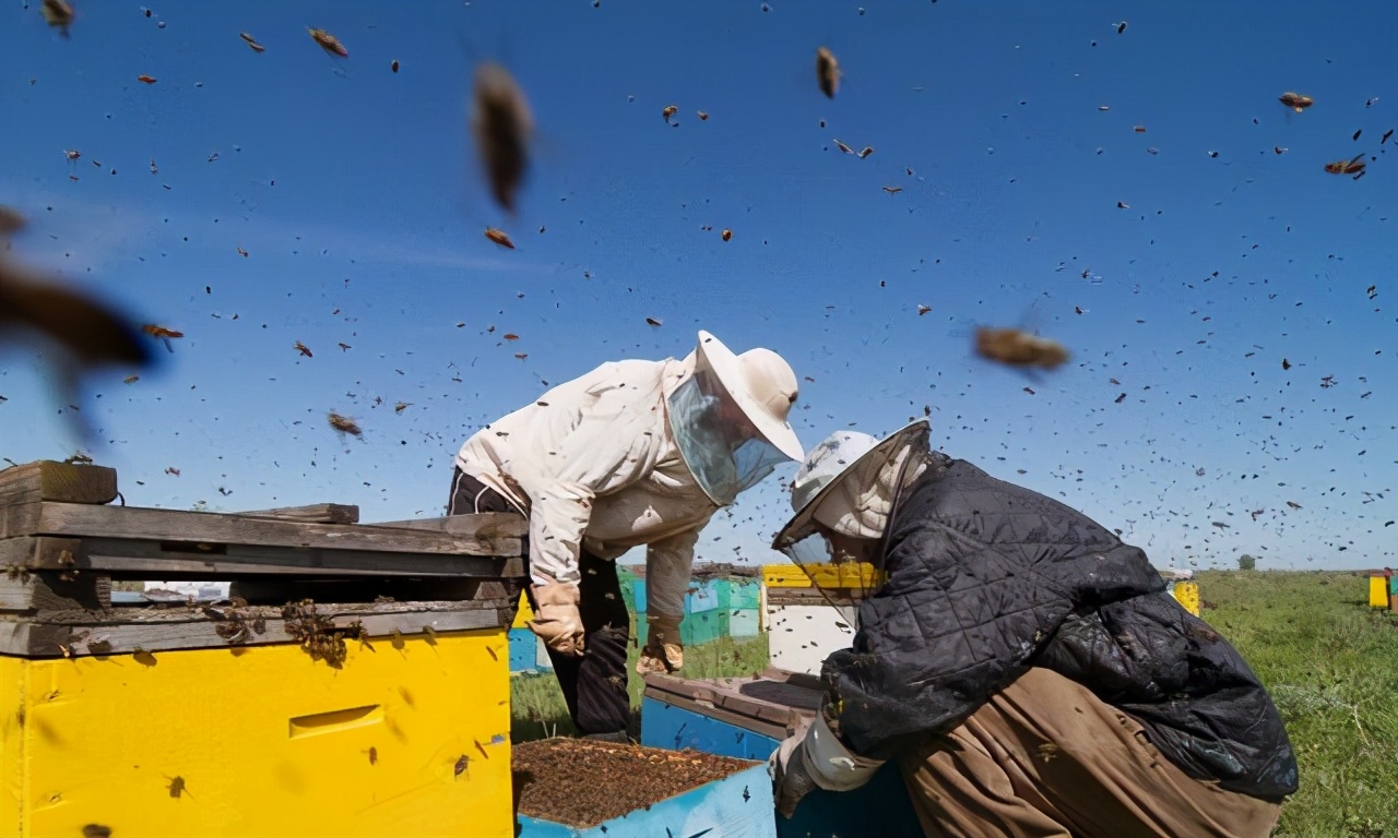 養(yǎng)蜂多久開(kāi)箱看一次(蜂箱多久開(kāi)箱檢查一次) 養(yǎng)蜂多久開(kāi)箱看一次(蜂箱多久開(kāi)箱檢查一次)