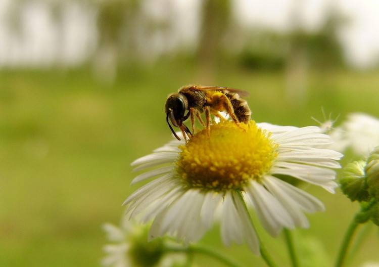 一箱蜜蜂一年能產多少蜂蜜？