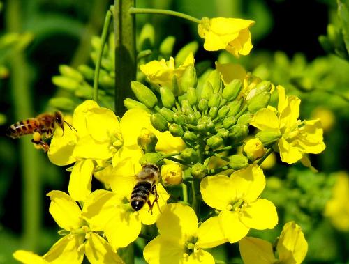 鄉(xiāng)下野外主要蜜源植物有哪些(5種農(nóng)村常見的蜜源植物) 鄉(xiāng)下野外主要蜜源植物有哪些(5種農(nóng)村常見的蜜源植物)