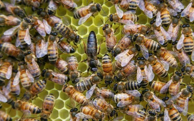 蜜蜂沒有蜂王 蜜蜂沒有蜂王