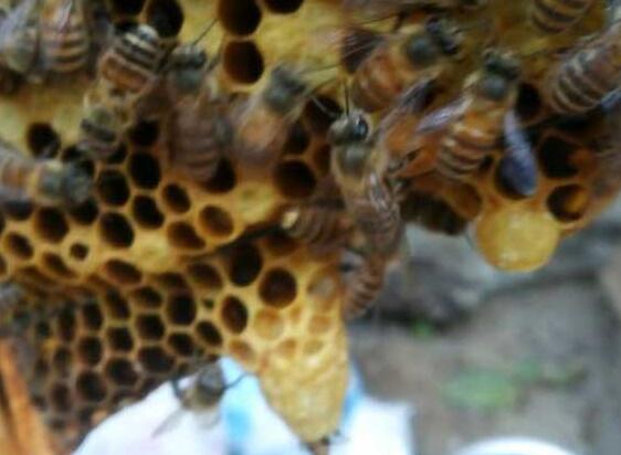 養蜂巢脾的調整原則（巢脾怎么調整）