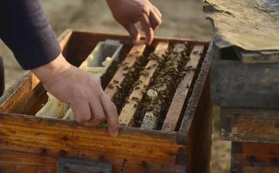 什么情況下加巢礎(chǔ)(加巢礎(chǔ)的正確方法) 什么情況下加巢礎(chǔ)(加巢礎(chǔ)的正確方法)