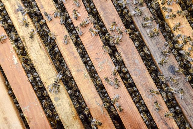 什么情況下加巢礎(chǔ)(加巢礎(chǔ)的正確方法) 什么情況下加巢礎(chǔ)(加巢礎(chǔ)的正確方法)