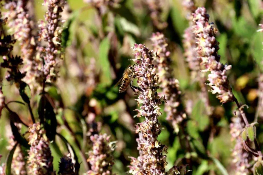 蜜源植物的種類及花期大全（十九種主要蜜源植物分布及花期）
