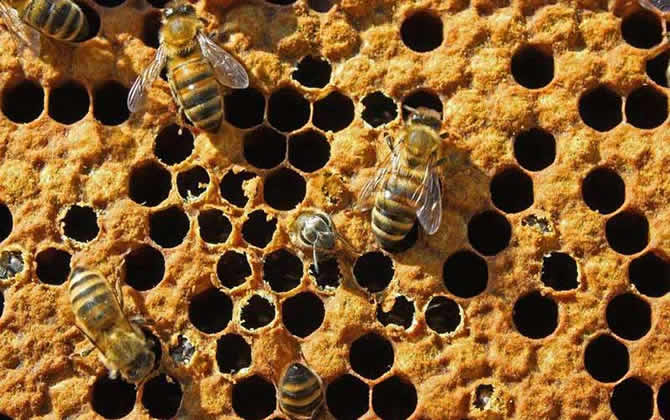 買蜂注意事項 買蜂注意事項