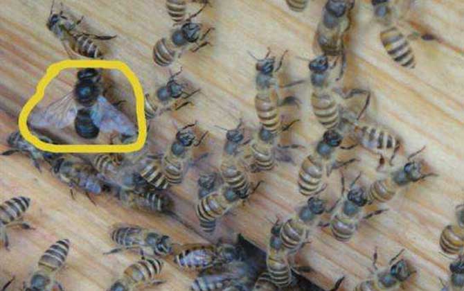 云貴高原蜂王的優點 云貴高原蜂王的優點