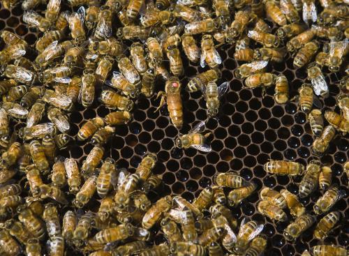 為什么分蜂是老蜂王飛走(自然分蜂老蜂王飛走的原因) 為什么分蜂是老蜂王飛走(自然分蜂老蜂王飛走的原因)