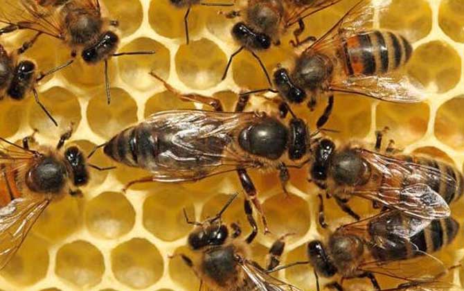 中華蜜蜂品種及養殖方法(如何養好中蜂) 中華蜜蜂品種及養殖方法(如何養好中蜂)