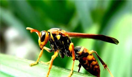 黃腰虎頭蜂有多長（黃腰虎頭蜂的體型）