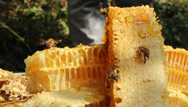 封蓋成熟蜂蜜與未封蓋蜜的區(qū)別? 封蓋成熟蜂蜜與未封蓋蜜的區(qū)別?