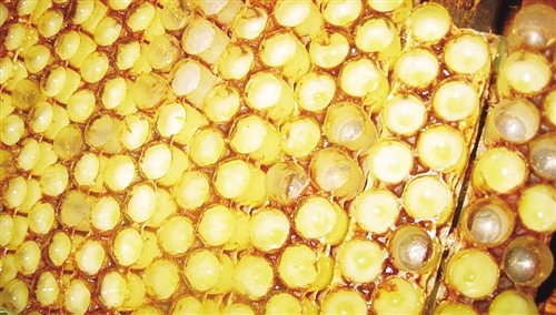 蜂王漿怎么產(chǎn)生出來的？（細數(shù)蜂王漿的來源）