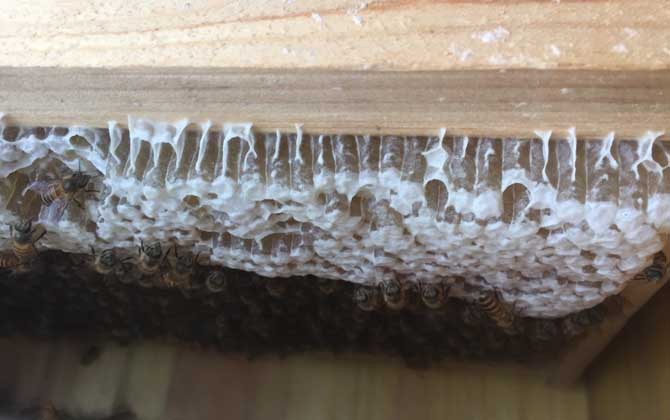 如何識(shí)別工蜂產(chǎn)卵(工蜂產(chǎn)卵怎么處理) 如何識(shí)別工蜂產(chǎn)卵(工蜂產(chǎn)卵怎么處理)