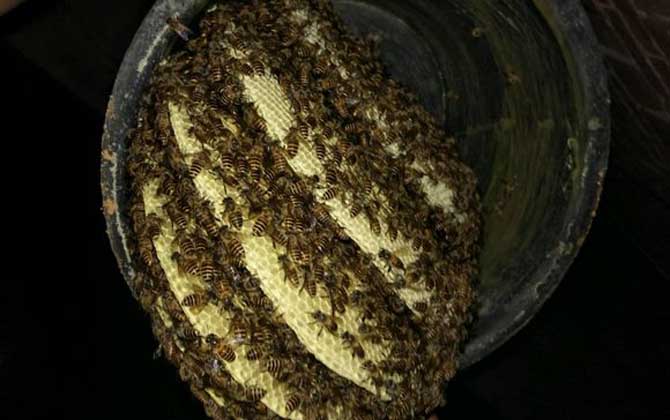 如何識(shí)別工蜂產(chǎn)卵(工蜂產(chǎn)卵怎么處理) 如何識(shí)別工蜂產(chǎn)卵(工蜂產(chǎn)卵怎么處理)