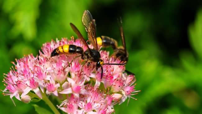 馬蜂喜歡吃什么東西