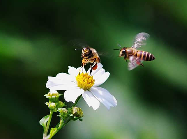 為什么有的蜂群有蜂蜜有的卻沒有？