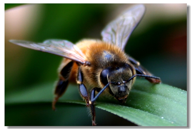 蜂王與工蜂能繁殖后代嗎（蜂王和工蜂同時產卵，這是什么情況）