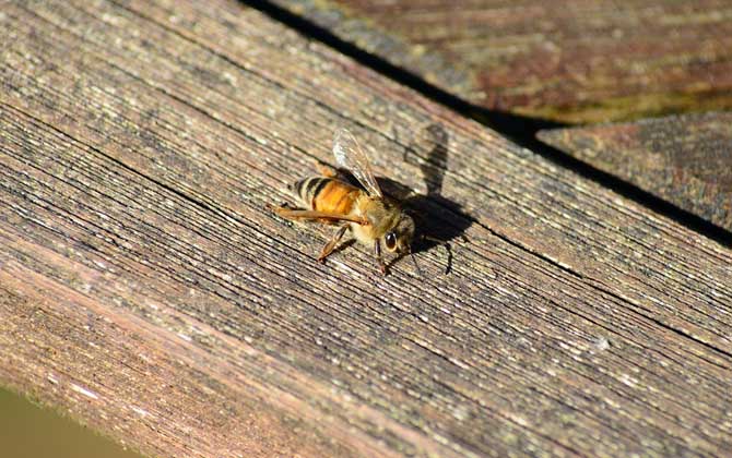 病毒靈能治中華蜜蜂什么?。ú《眷`治中蜂的劑量是多少？）