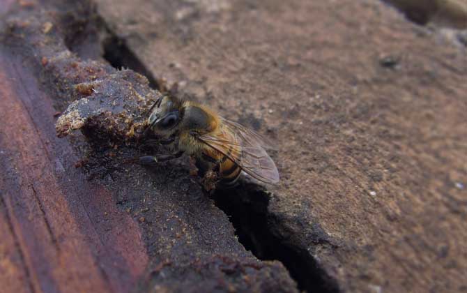 病毒靈能治中華蜜蜂什么?。ú《眷`治中蜂的劑量是多少？）