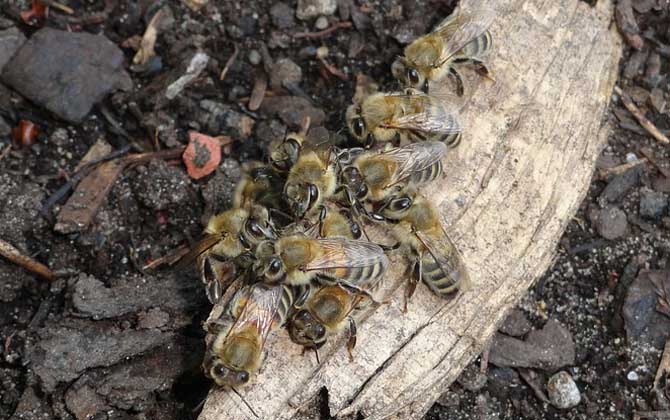 病毒靈能治中華蜜蜂什么?。ú《眷`治中蜂的劑量是多少？）