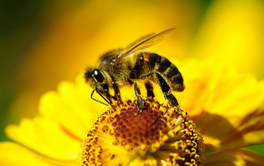 早晨巢門(mén)有好多工蜂是什么原因（蜜蜂早上巢門(mén)口聚集原因）