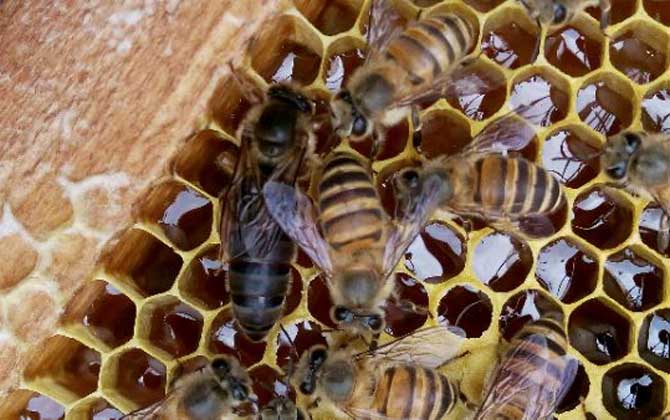 為什么蜜蜂中蜂王出臺后是黑色的(中華蜜蜂蜂王剛出臺怎么會是黑色的) 為什么蜜蜂中蜂王出臺后是黑色的(中華蜜蜂蜂王剛出臺怎么會是黑色的)