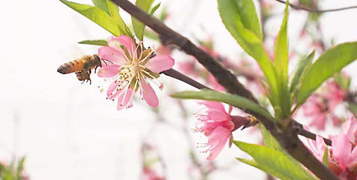 無王簡單分蜂法 無王簡單分蜂法