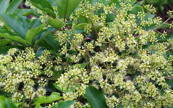 廣東鴨腳木蜜什么時候開花（鴨腳木什么時候開花）