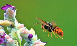 家里有牛角蜂怎么辦(家里來牛角蜂什么預兆) 家里有牛角蜂怎么辦(家里來牛角蜂什么預兆)